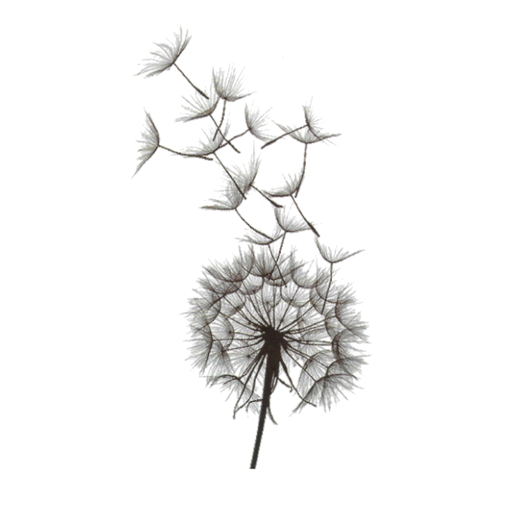 Dandelion